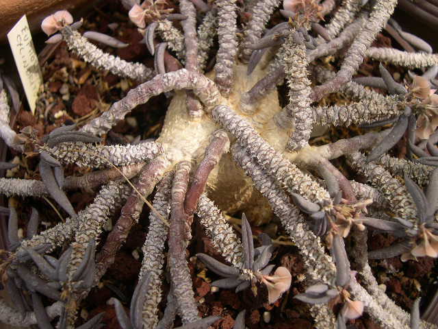 E. cylindrifolia