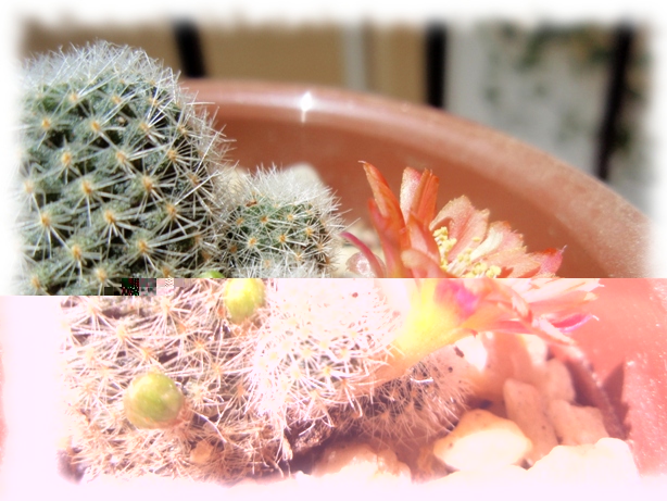 10c Rebutia cv Mundy.jpg