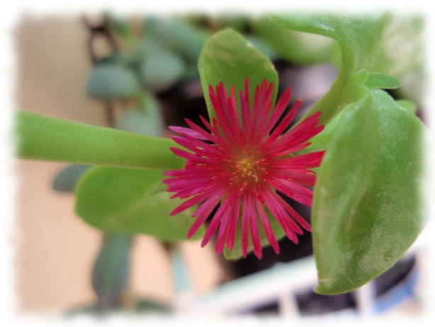 aptenia cordiflolia 4.jpg
