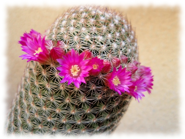 Mammillaria matudae 8.jpg