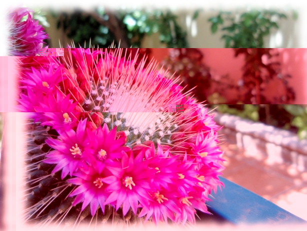 Mammillaria spinosissima.jpg