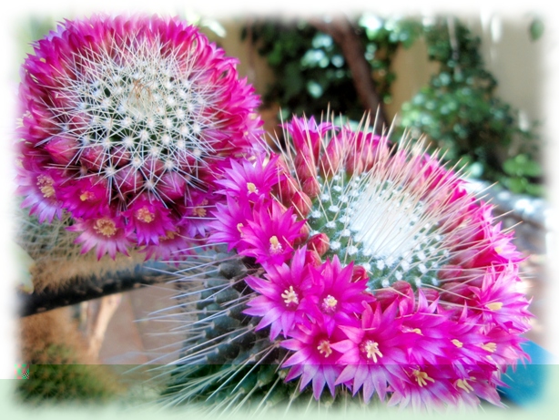 Mammillaria pareja 1.jpg