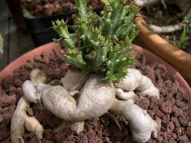 E. Knutii