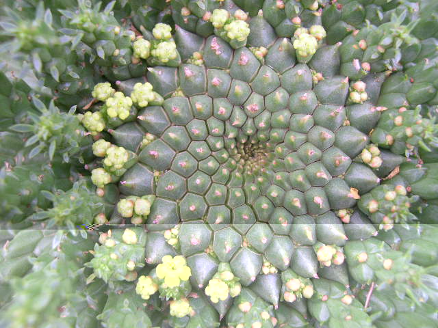 Detalle de E. pugniformis