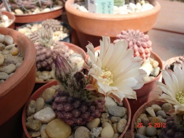 A 003.jpg