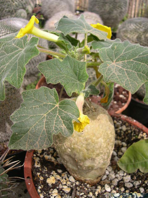 Uncarina roeoeslinana