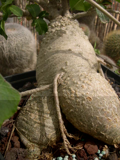 Fockea edulis