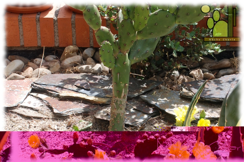 Opuntia paraguayensis.JPG