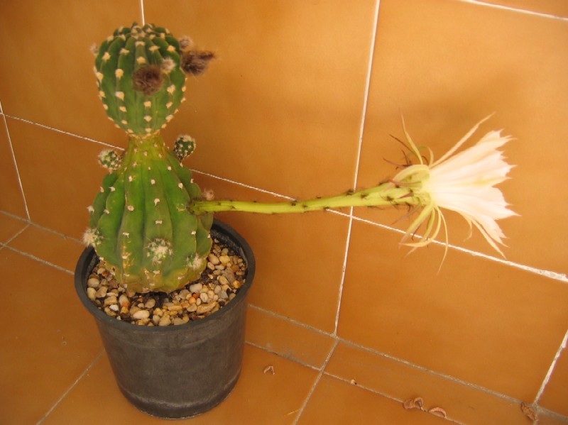 1b