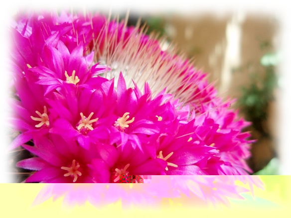 MSpinosissimaCor.JPG