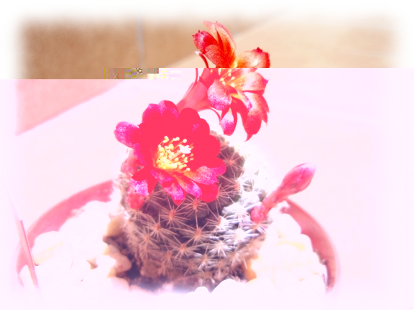 14e Rebutia Rebutia minuscula wessneriana floración.jpg