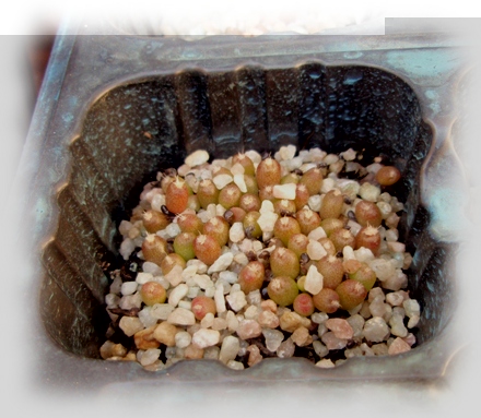 Semillero 033 fplatyacanthus 9_06_12.JPG