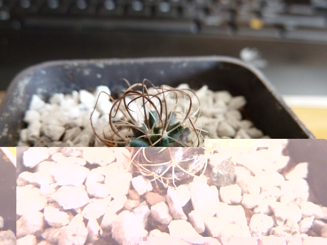 Turbinicactus graminispinus 1.JPG