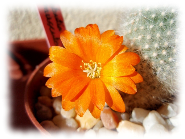 03b Aylostera Rebutia fiebrigii muscula.jpg