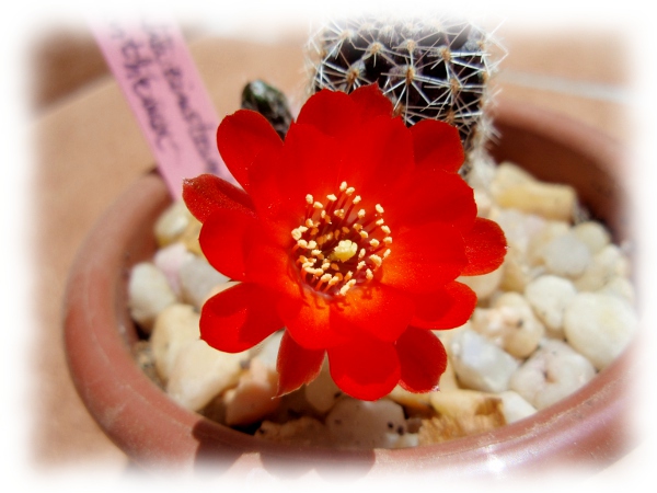 04c Mediolobivia Rebutia einsteinii euanthema.JPG