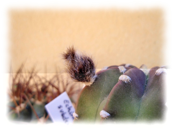 Echinopsis subdenudata.jpg