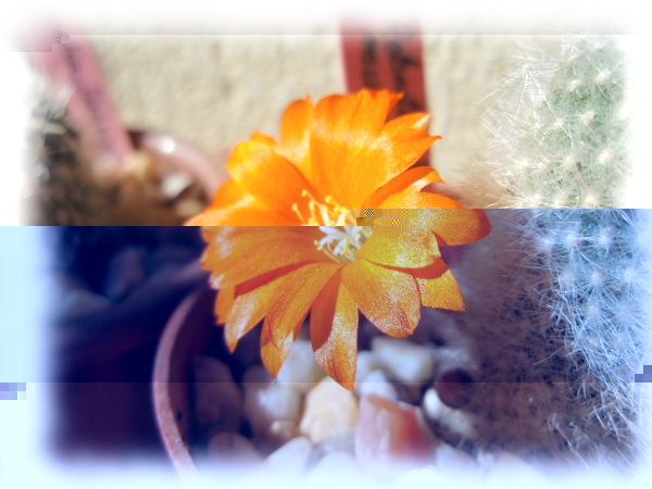 03c Aylostera Rebutia fiebrigii muscula.jpg