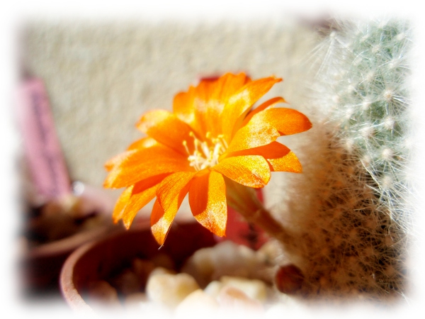 Aylostera Rebutia fiebrigii muscula
