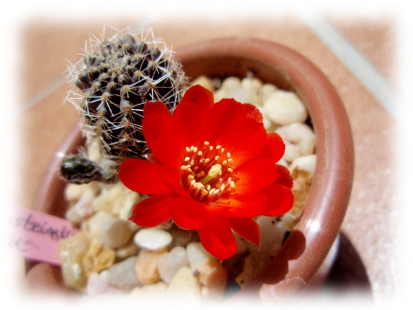 04b Mediolobivia Rebutia einsteinii euanthema.JPG