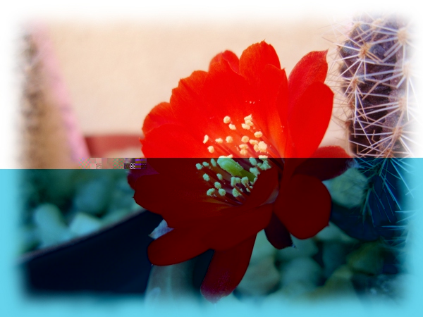 Mediolobivia Rebutia einsteinii euanthema