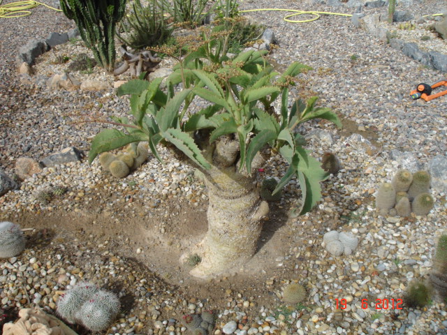 A 014.jpg