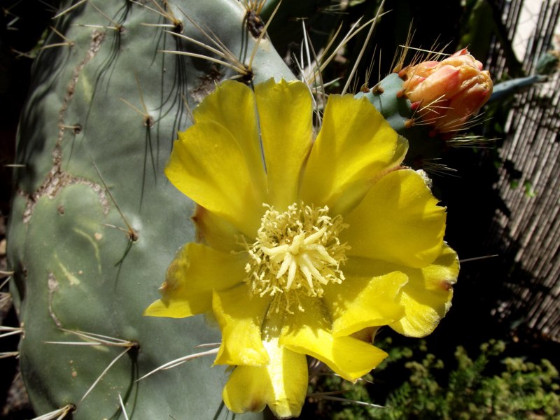 Opuntia robusta