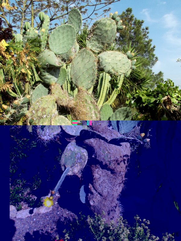 Opuntia robusta