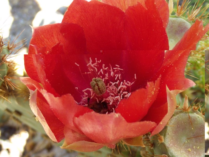 Opuntia aciculata