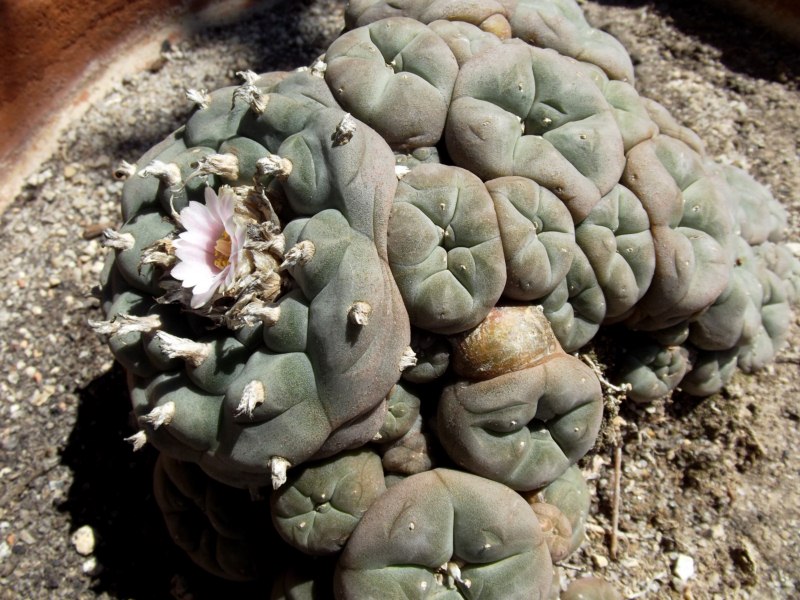 Lophophora williamsii caespitosa