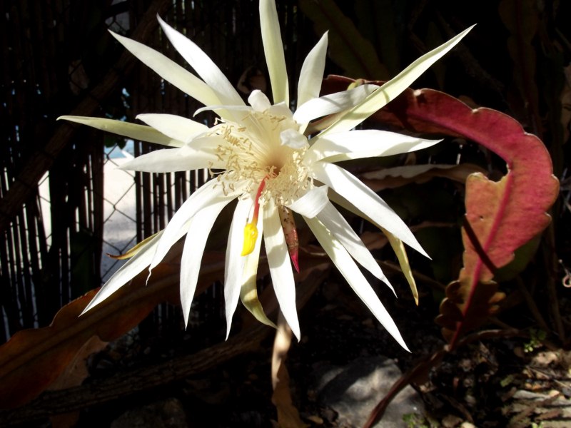 Hepiphyllum hookeri