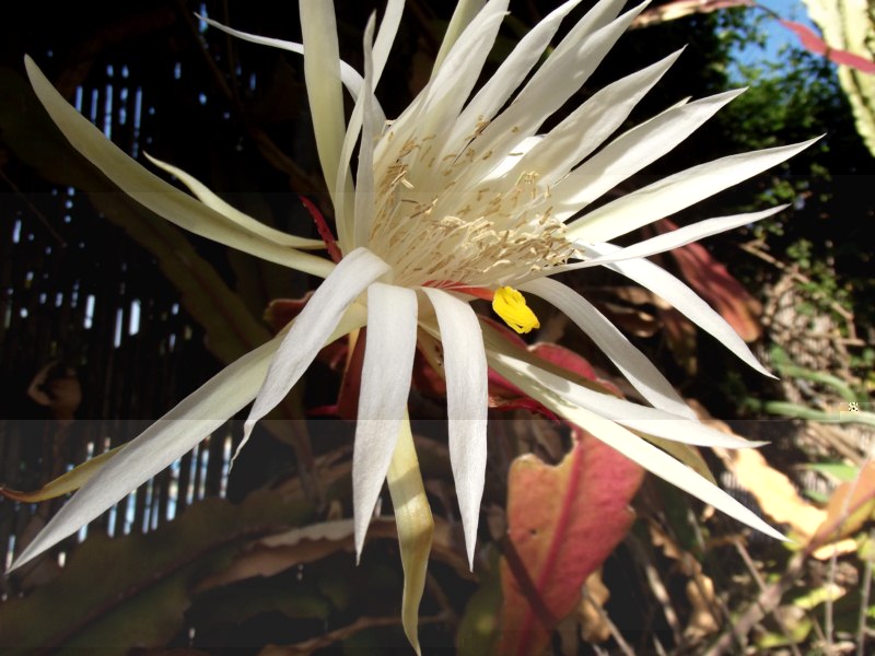 Hepiphyllum hookeri