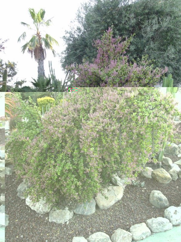 Portulacaria afra-DSCF6761 [800x600].jpg