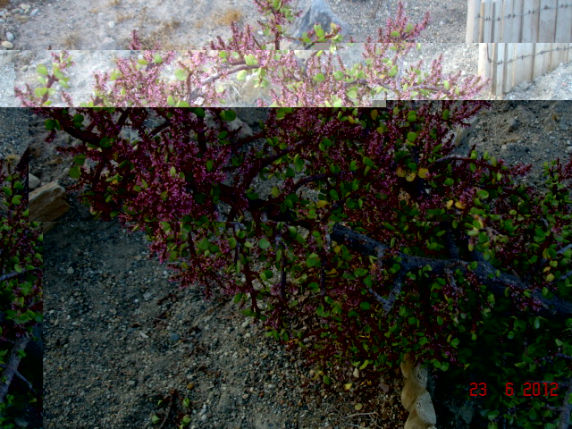 A 004.jpg