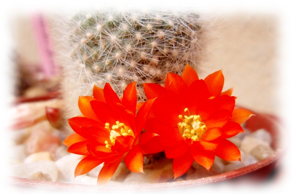 03e Aylostera Rebutia fiebrigii muscula.jpg