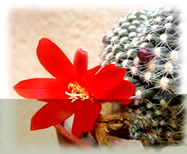 11b Rebutia Rebutia minuscula krainziana.jpg
