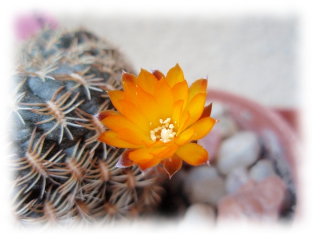 15b Sulcorebutia arenacea.jpg