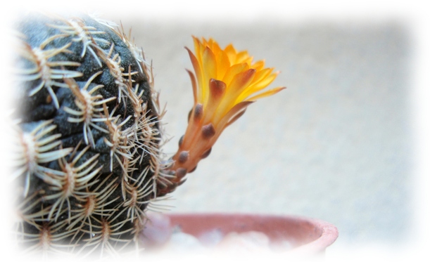 15c Sulcorebutia arenacea.jpg
