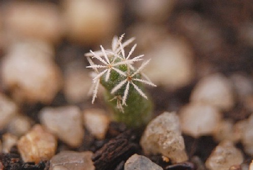 Coryphanta sp