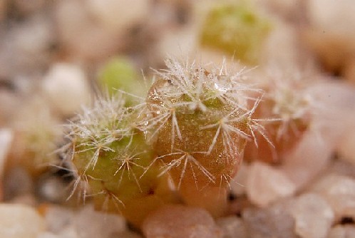 Eriosyce subgibosa vallenerensis