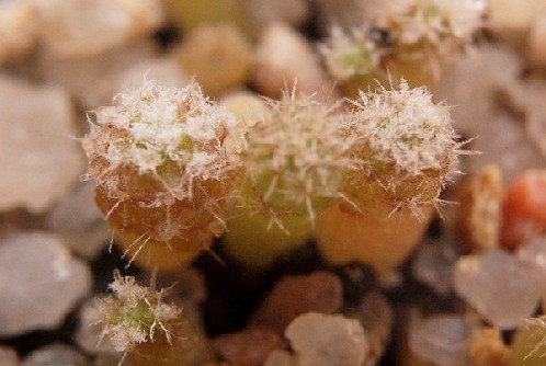 Eriosyce napina sp lembckei