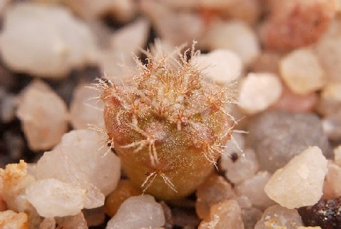 Melocactus neryi