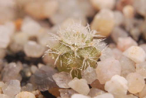 Melocactus matanzanus