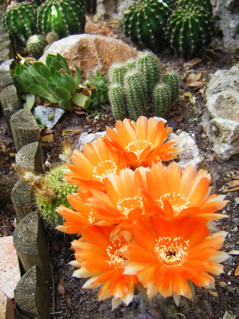 haemathantha rebutioides