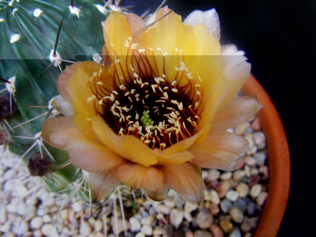 jajoiana var aurata