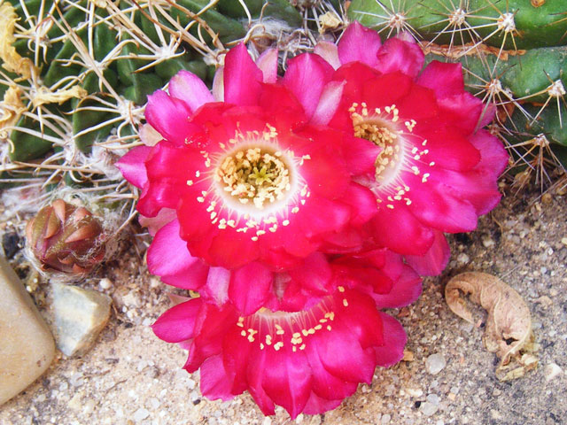 acanthoplegma