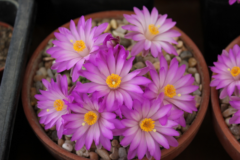 1-20120525 017.jpg