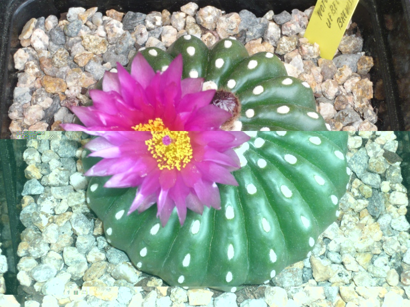 Notocactus Uebemannianus Brevispinus