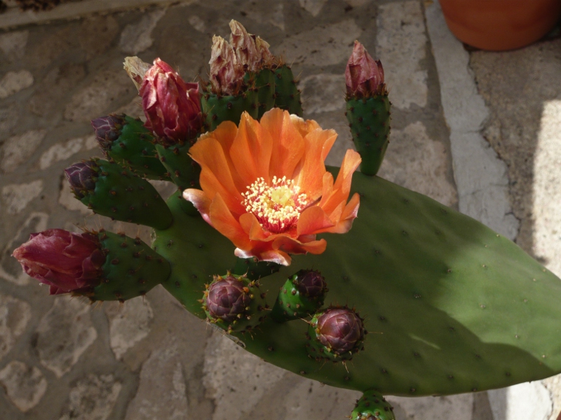 Opuntia Tomentosa?? no estoy seguro