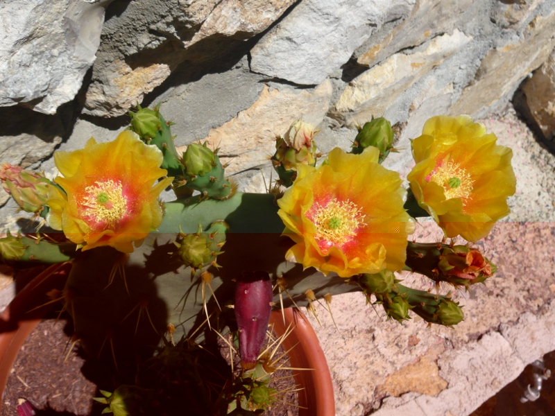 Opuntia Engelmanii