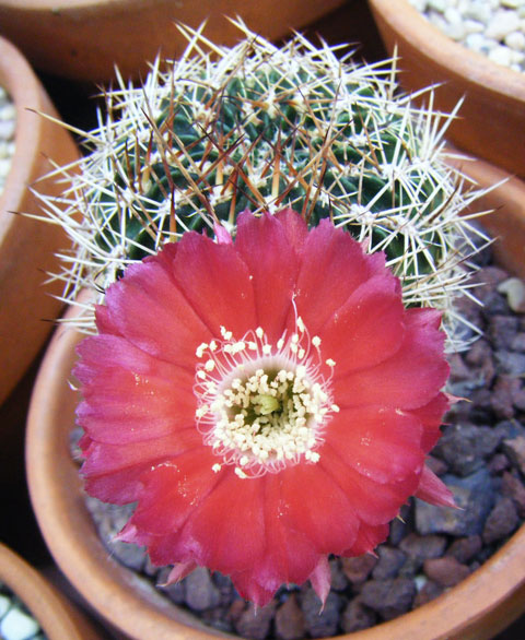 lobivia acanthoplegma pilosa